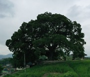 우영우 팽나무, 청와대 노거수 6주 천연기념물 된다