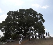 '우영우 팽나무', 실제 천연기념물 된다