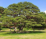 靑 노거수·'우영우 팽나무' 천연기념물로 지정된다
