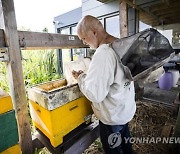 NETHERLANDS BEES