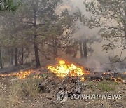 Russia Forest Fires