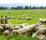 북한 세포지구에 자리잡은 '대규모 축산기지'.."축산 정책의 본보기"