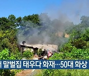 보은서 말벌집 태우다 화재..50대 화상