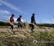 가을 알리는 억새