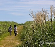 억새 핀 하늘공원