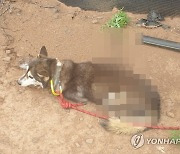 '화살 관통 개 발견' 제주서 동물학대 근절 종합예방시스템 가동