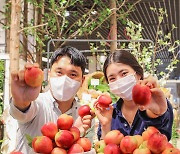 현대백화점, 국산 신품종 '설홍복숭아' 판매