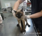 집안 방치 고양이 22마리 구조..이중 7마리 전염병으로 죽어