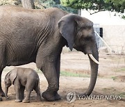 HUNGARY ANIMALS