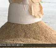 [여기는 포항] '포항 쌀' 수출 확대..쌀값 폭락 돌파구 될까?