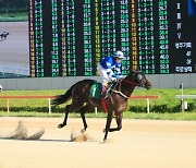 마지막 경기 "우승하고 떠나요" .. 제2회 Rookie Stakes@부경, 샛별 마 '판타스틱킹덤'·페로비치 기수 1위