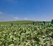 배추 주산지 괴산·해남,  'K김치 세계화' 전진기지 된다