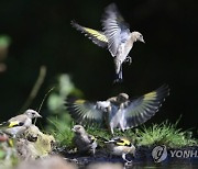 HUNGARY NATURE BIRDS