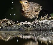 HUNGARY NATURE BIRDS