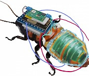 원격 조종할 수 있는 사이보그 바퀴벌레 만들었다