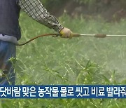 "바닷바람 맞은 농작물 물로 씻고 비료 발라줘야"