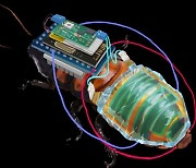 몸길이 6cm에 태양전지까지 단 '사이보그 바퀴벌레'