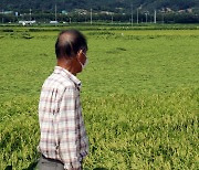 [태풍 힌남노] "어디부터 손을 댈지"..청주 곡창지대 벼 초토화