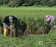 한 톨이라도