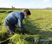 태풍에 넘어진 벼