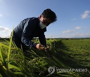 태풍에 넘어진 벼