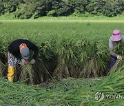 한 톨이라도