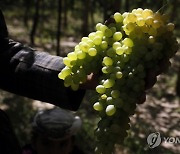 YEMEN GRAPE HARVEST