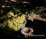 YEMEN GRAPE HARVEST