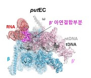 KAIST, RNA 통한 유전자 전사 조절 원리 규명