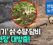 [영상] 새끼에 젖 물리는 삵..국립공원 멸종위기 동물 희귀영상 공개