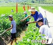 북한 "농업부문서 자연재해 막기 위한 투쟁 계속"