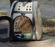 가족이라면서요…추석 연휴 공원에 버려진 반려묘 [김유민의 노견일기]