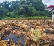 '양상추' 없는 맥도날드..기상 악화에 수급 불안정