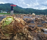 Typhoon takes toll on Korea's iceberg lettuce supplies, restaurants face shortage