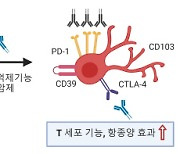 KAIST 등 공동 연구팀, 유방암 환자 면역 항암치료 원리 발견