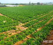 해남 가을배추도 '농작물 재해보험' 적용 받는다