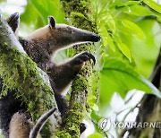 COSTA RICA ANIMALS