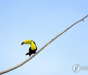 COSTA RICA ANIMALS