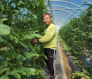 "수박 농사, 이제 허리 펴고.." 충주시 수직 재배 성공