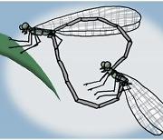 잠자리의 기상천외한 짝짓기[서광원의 자연과 삶]〈60〉