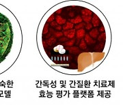 [테크비즈코리아 2022]한국생명공학연구원, 증식 가능 및 성숙한 '간 오가노이드 제조 방법'