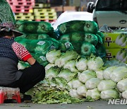 가격 급등한 배추