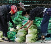 '배추 한포기도 신중하게'