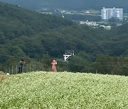 울산 상북면 주민 3만3천㎡ 메밀밭 조성..'숲페스타' 개최