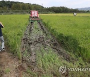 '쌀값 대책 마련 촉구' 볏논 갈아엎는 농민