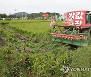 '쌀값 대책 마련 촉구' 볏논 갈아엎는 농민