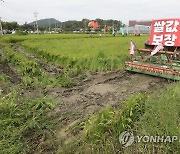 '쌀값 대책 마련 촉구' 볏논 갈아엎는 농민