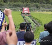 수확 앞두고 볏논 갈아엎는 농민