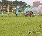 수확 앞두고 볏논 갈아엎는 농민