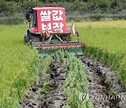 쌀값 반 토막에 뿔난 농심..경남서 수확 앞둔 볏논 갈아엎어